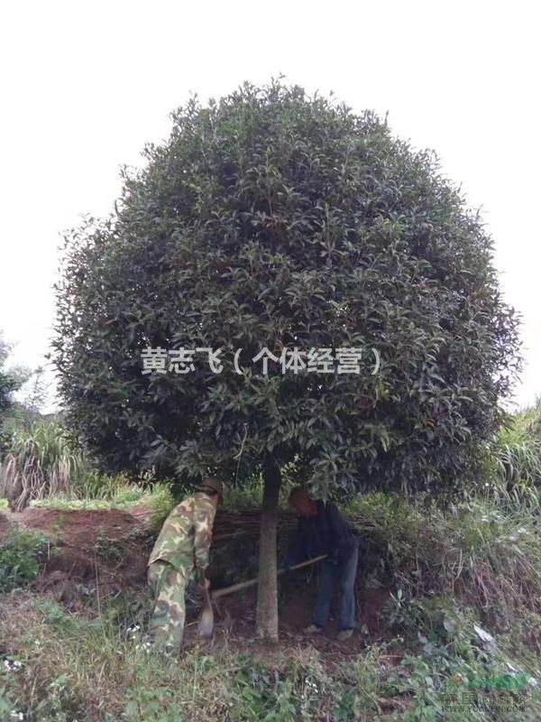 福建供應(yīng)15公分丹桂 如圖所示