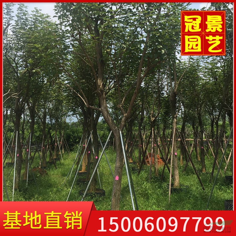 華南地區(qū)黃花風(fēng)鈴木的主要產(chǎn)區(qū)在漳州漳浦縣 冠景園藝場(chǎng)專業(yè)供應(yīng)
