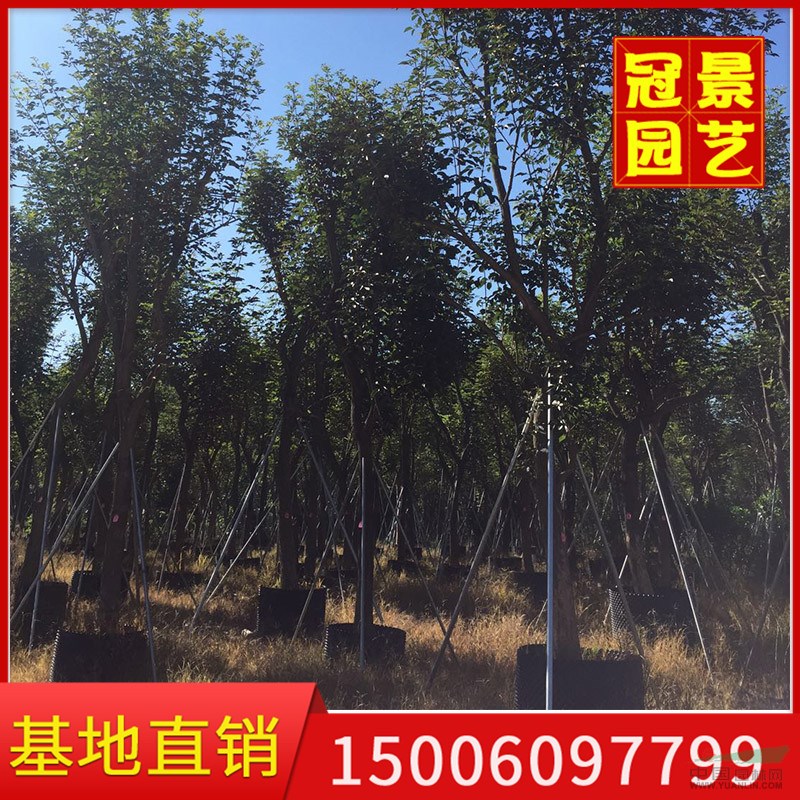 華南地區(qū)黃花風(fēng)鈴木的主要產(chǎn)區(qū)在漳州漳浦縣 冠景園藝場(chǎng)專業(yè)供應(yīng)