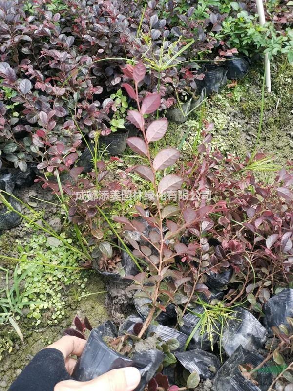 25-30公分紅花繼木杯苗 12杯紅花繼木杯苗低價批發(fā)