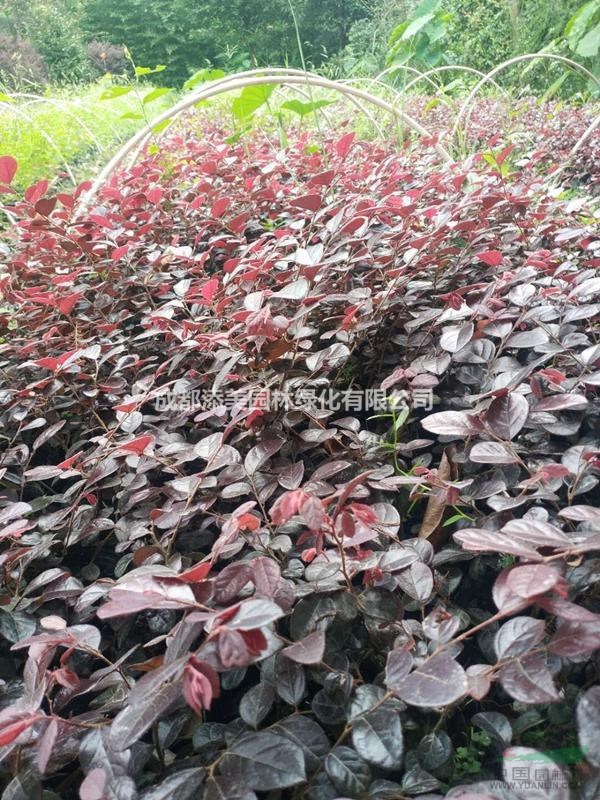 25-30公分紅花繼木杯苗 12杯紅花繼木杯苗低價批發(fā)