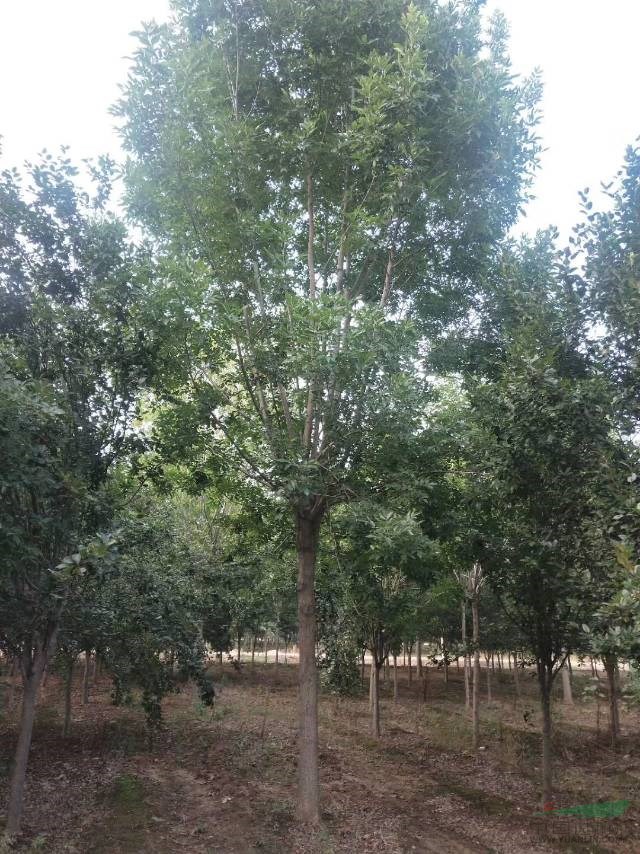 供應(yīng)大量山東速生白蠟 原生白蠟