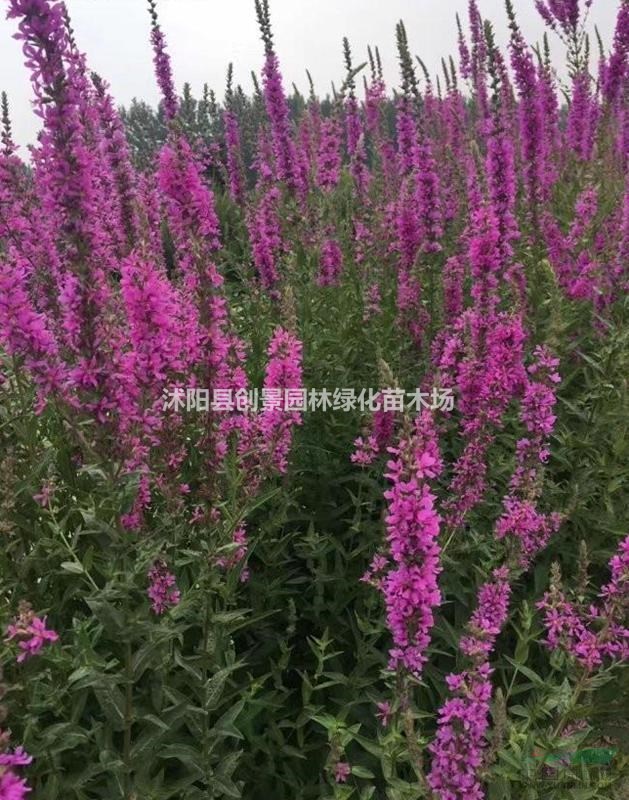 【千屈菜】沭陽(yáng)創(chuàng)景千屈菜 苗圃常年供應(yīng)宿根花卉等 批發(fā)低價(jià)