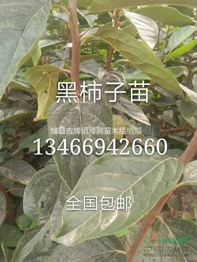 杜梨苗 棠梨苗=杜梨苗種植基地 1-2年杜梨苗報價