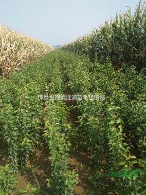 杜梨苗 棠梨苗=杜梨苗種植基地 1-2年杜梨苗報價