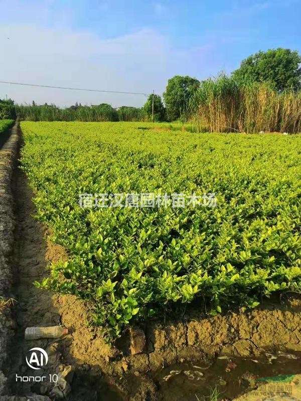 金森女貞小苗、營養杯苗，金森女貞球，金森女貞柱