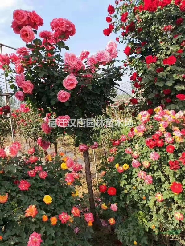 直销   高杆月季、树状月季、月季树
