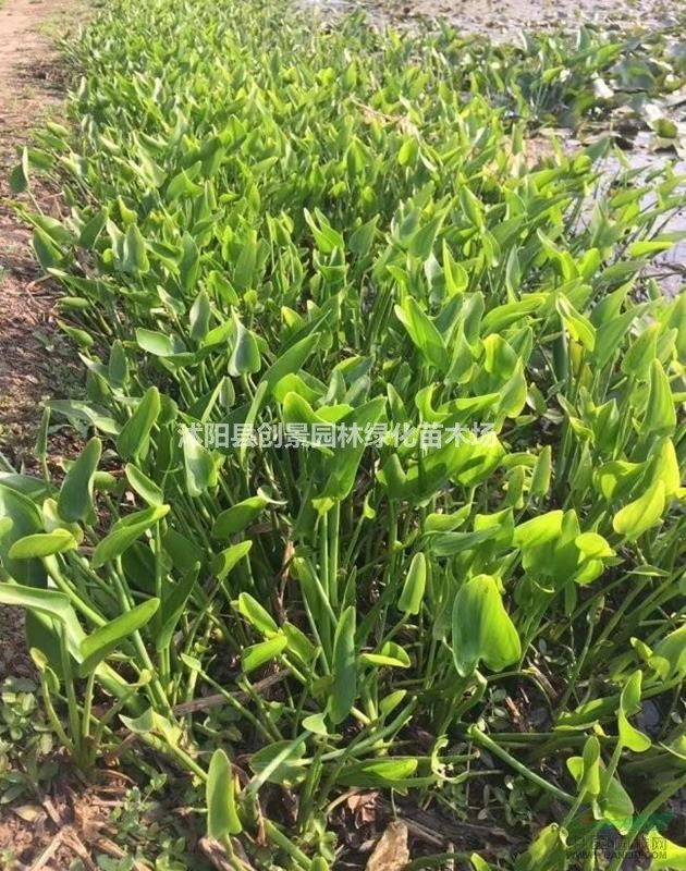 梭魚草_長年水生植物_苗木基地 批發(fā) 圖片 水生水草