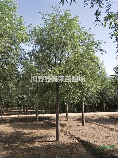 4/5/6公分速生柳基地 速生柳價(jià)格 哪有速生柳