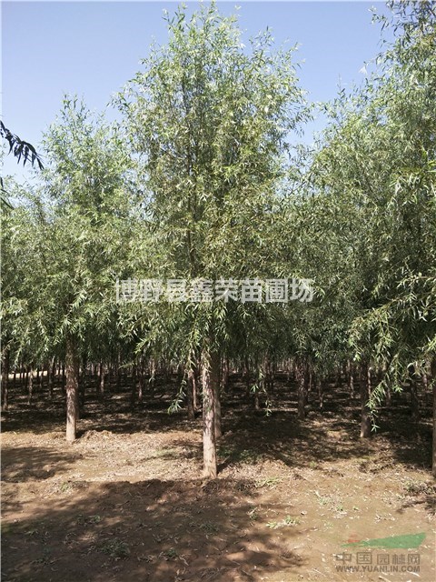4/5/6公分速生柳基地 速生柳價(jià)格 哪有速生柳