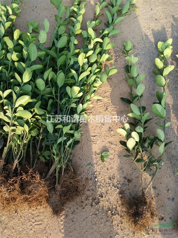 30公分冬青價(jià)錢是多少50公分60公分冬青價(jià)格報(bào)價(jià)