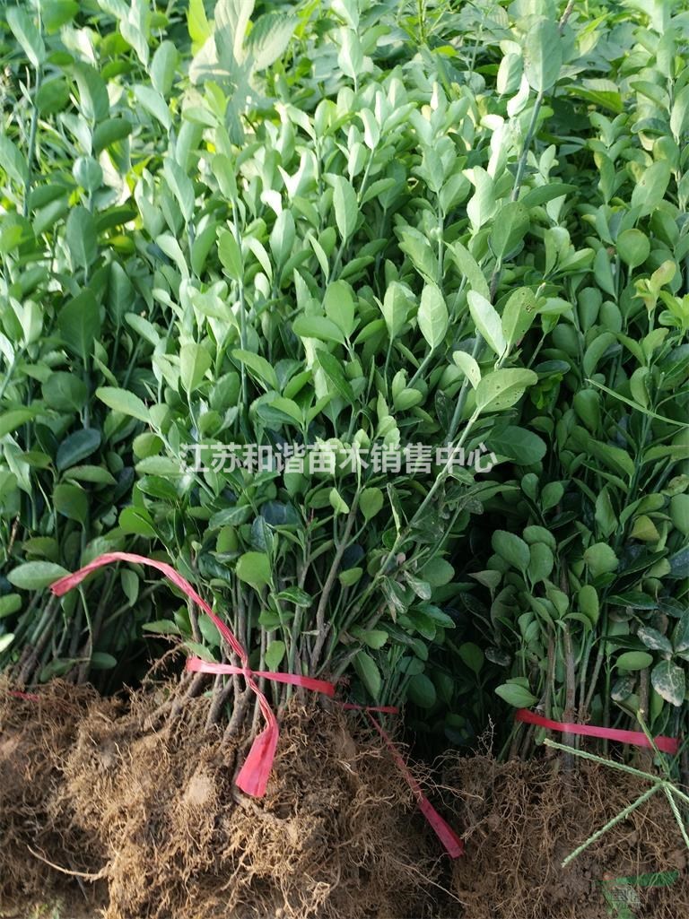 30公分冬青價(jià)錢是多少50公分60公分冬青價(jià)格報(bào)價(jià)