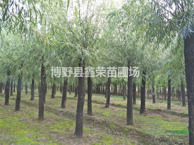 旱柳價(jià)格 11/12/13公分旱柳基地 哪有旱柳