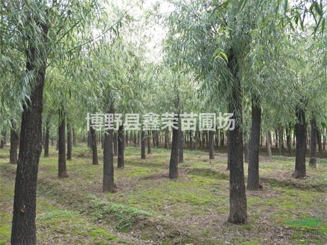 旱柳價(jià)格 11/12/13公分旱柳基地 哪有旱柳