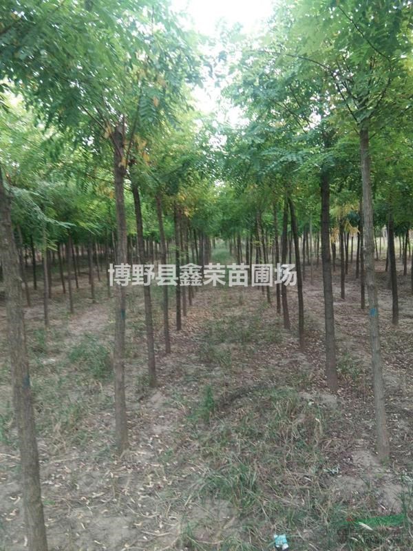 刺槐價(jià)格 15/16/18公分刺槐基地 刺槐苗木