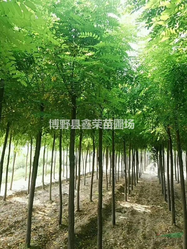 洋槐哪有 哪有洋槐 10/11/12公分洋槐基地