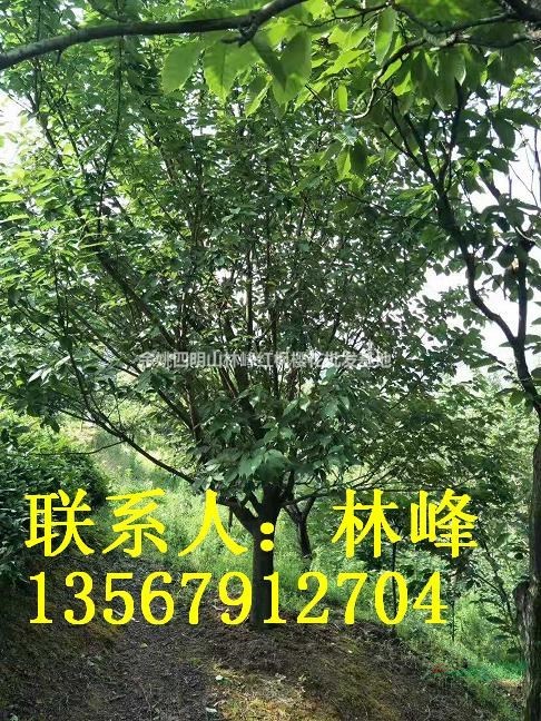 浙江樱花基地/浙江日本樱花基地