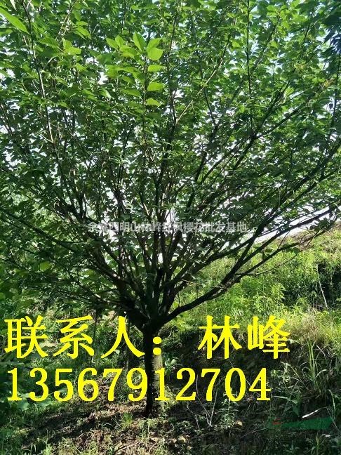 浙江樱花基地/浙江日本樱花基地