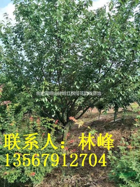 浙江樱花基地/浙江日本樱花基地