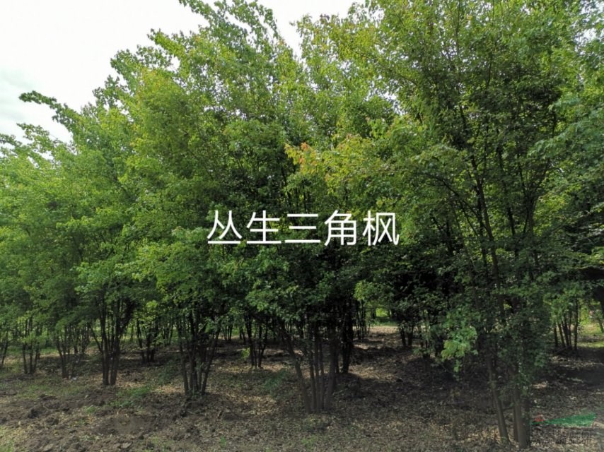 叢生三角楓5000顆河南省綠尚園林有限公司出售