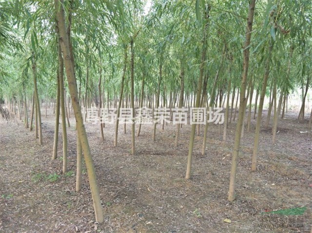 河北金絲柳 河北黃柳 河北金絲垂柳