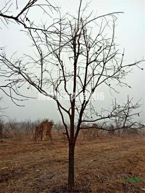 河北柿樹(shù) 保定柿樹(shù) 柿樹(shù)價(jià)格 柿樹(shù)基地
