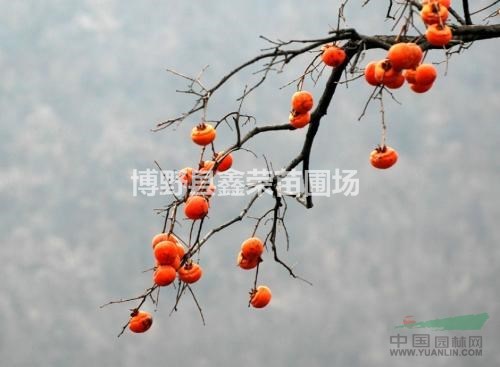 河北柿樹(shù) 保定柿樹(shù) 柿樹(shù)價(jià)格 柿樹(shù)基地