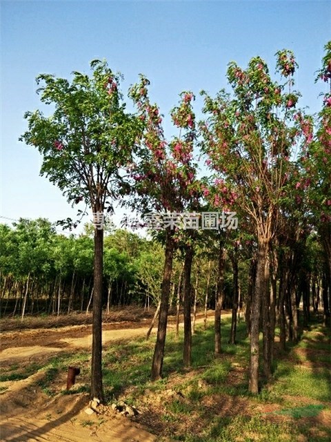 河北紅花槐 紅花槐基地 保定紅花槐