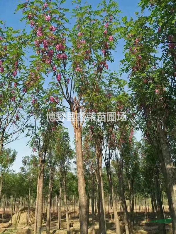 河北紅花槐 紅花槐基地 保定紅花槐