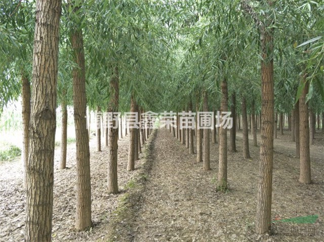河北饅頭柳 饅頭柳基地 保定饅頭柳