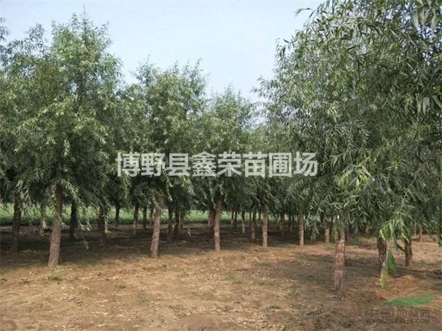 河北饅頭柳 饅頭柳基地 保定饅頭柳