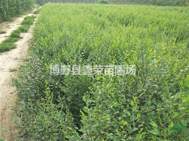 保定白榆苗 河北白榆苗 白榆苗基地