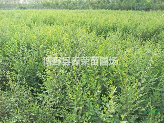 保定白榆苗 河北白榆苗 白榆苗基地