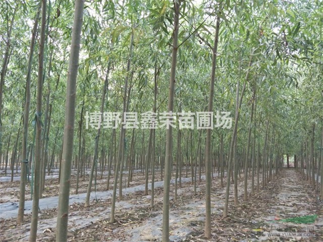 河北速生柳 速生柳價(jià)格 速生柳基地
