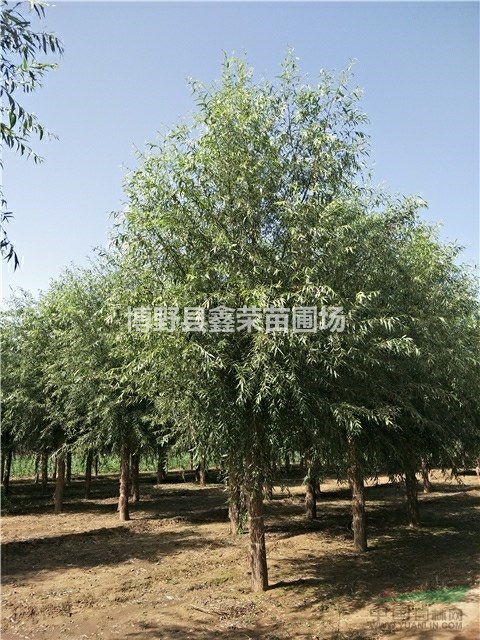 河北速生柳 速生柳價(jià)格 速生柳基地