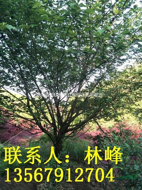 浙江日本晚樱基地/浙江日本早樱基地