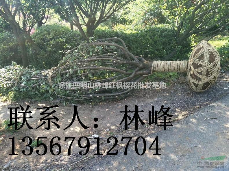 浙江日本晚樱基地/浙江日本早樱基地