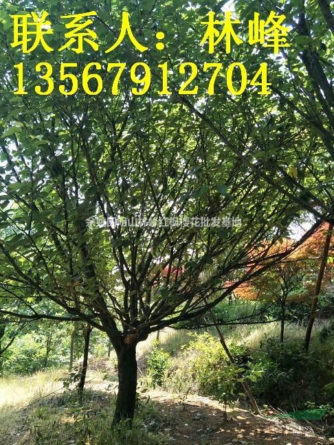 浙江日本晚樱基地/浙江日本早樱基地