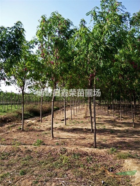 河北香花槐 香花槐價格 香花槐基地