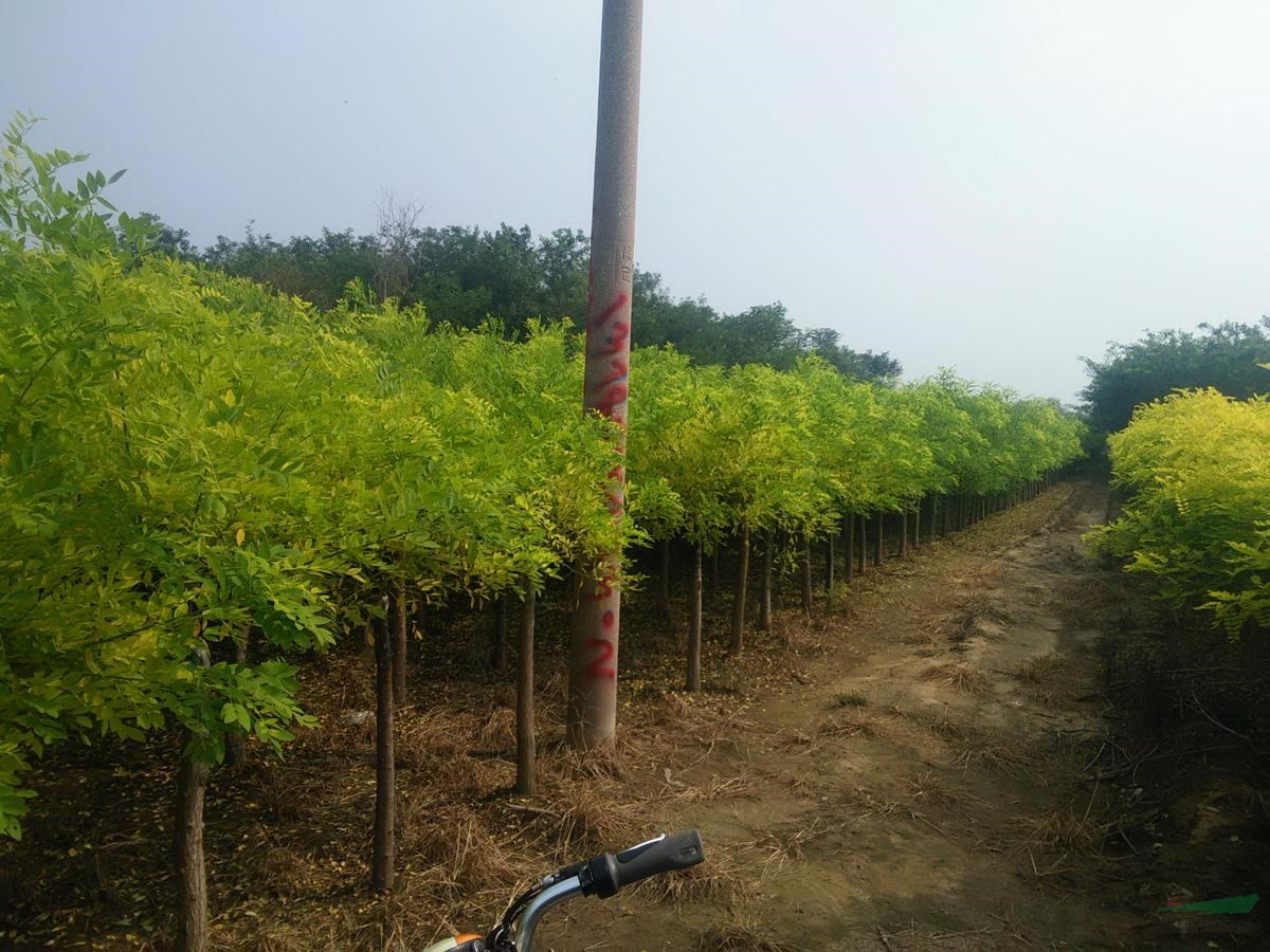 保定金葉槐廠家 規(guī)格齊全  質(zhì)量優(yōu)
