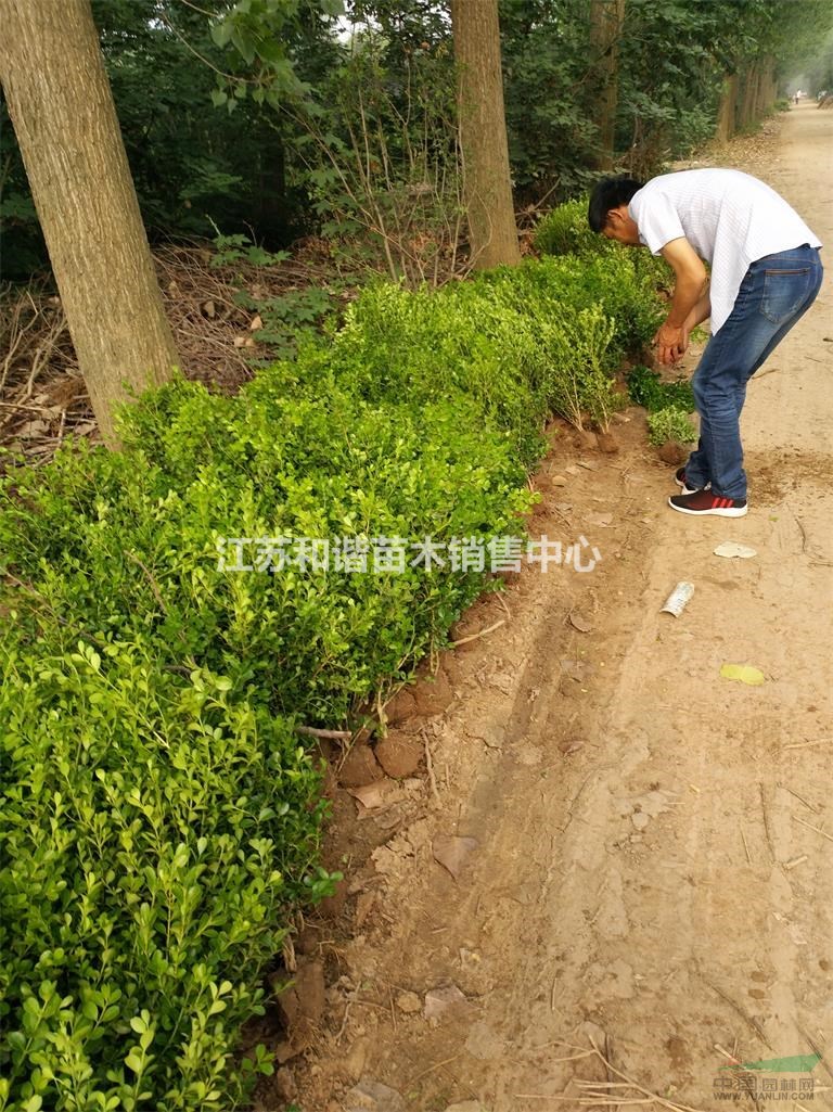 30公分瓜子黃楊價(jià)格,20公分與30公分產(chǎn)地35公分瓜子黃楊