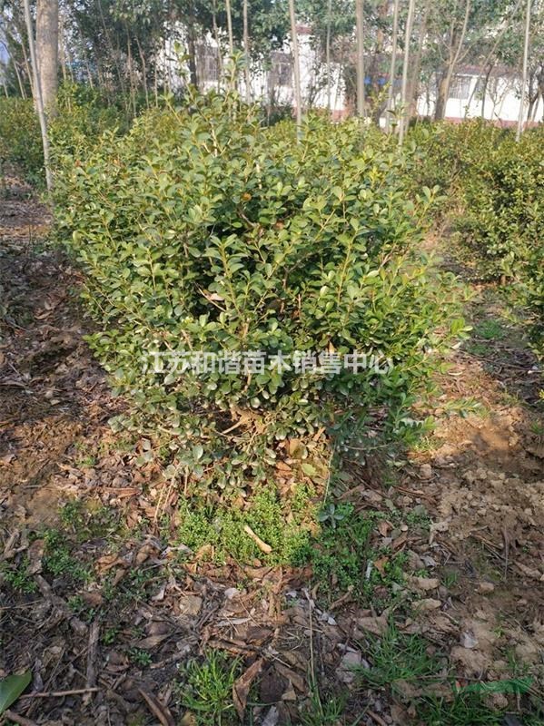 江蘇基地1.2米瓜子黃楊球價(jià)格,1米小葉黃楊球批發(fā)價(jià)格是多少