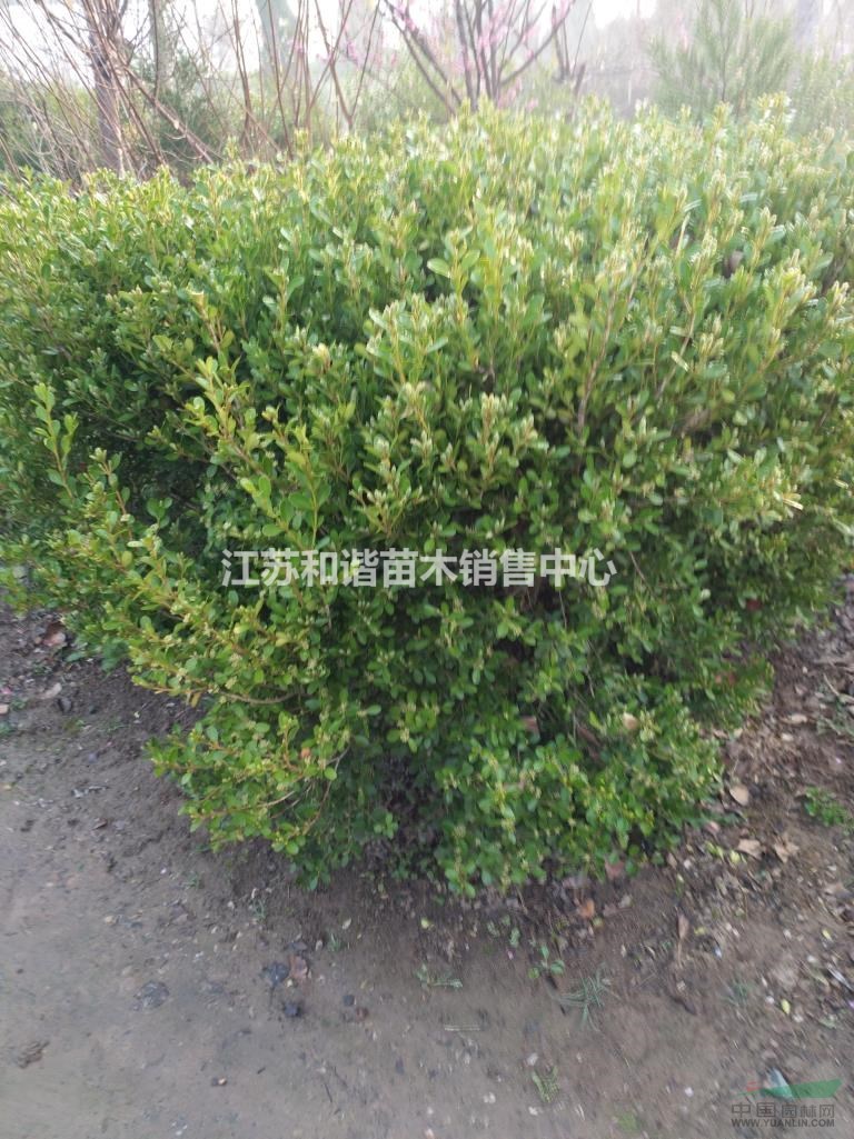 江蘇基地1.2米瓜子黃楊球價(jià)格,1米小葉黃楊球批發(fā)價(jià)格是多少