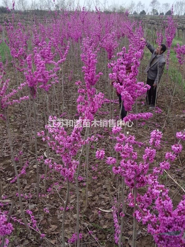 紫荊花基地3-4-5公分紫荊價格