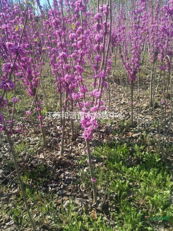 紫荊花基地3-4-5公分紫荊價格