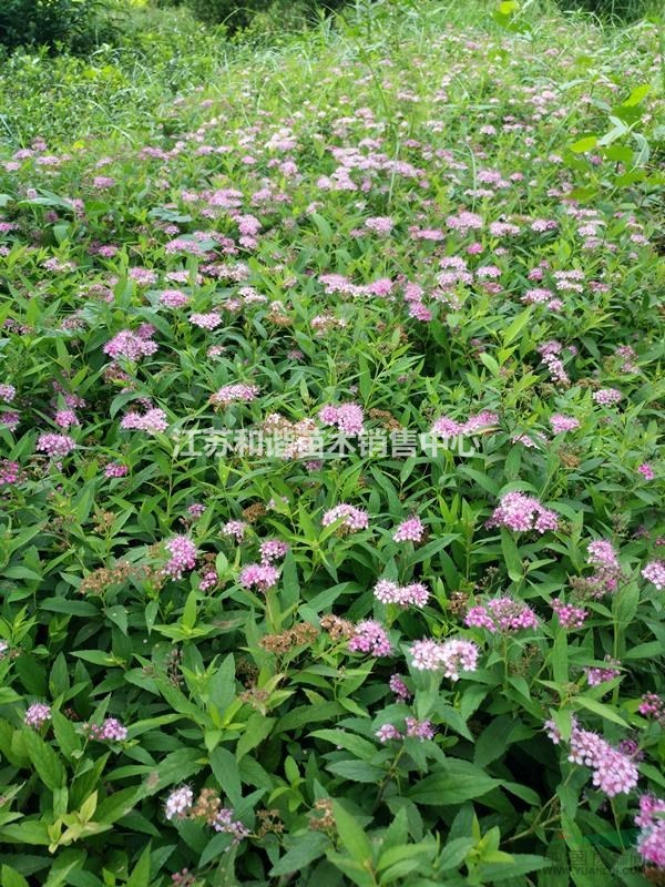 40公分高繡線菊產地價格,40公分繡線菊價格圖片壯況