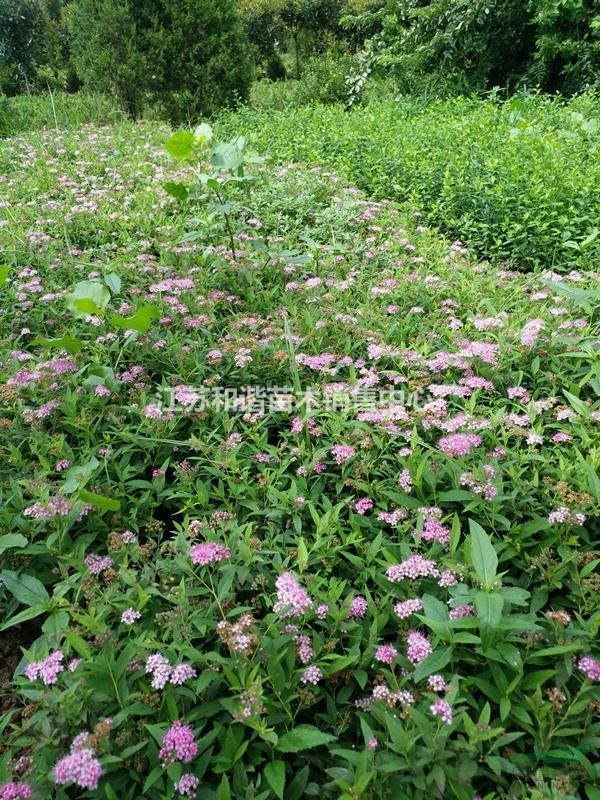 40公分高繡線菊產地價格,40公分繡線菊價格圖片壯況