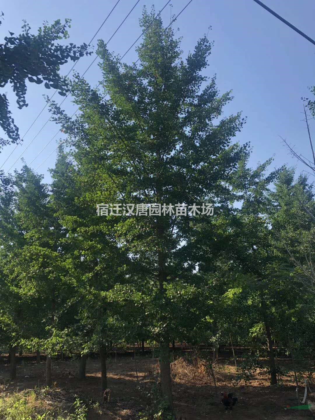 银杏基地供应   实生银杏  嫁接银杏  