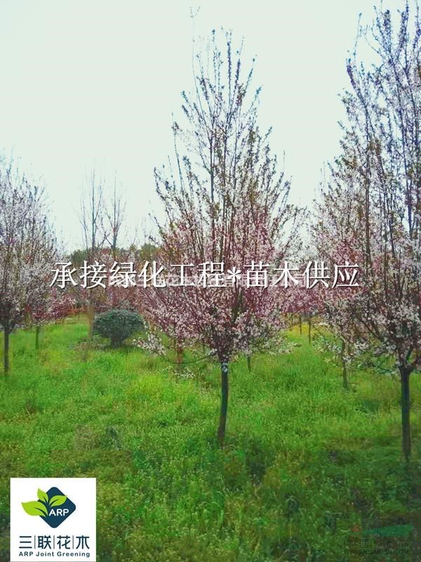 紅葉李批發(fā)、成都紅葉李/紫葉李、紅葉李多少錢 、紅葉李特點(diǎn)