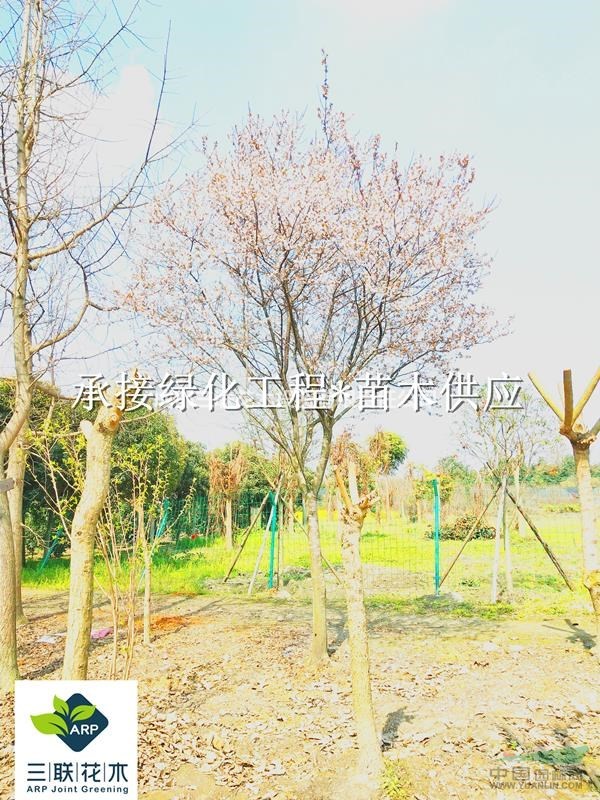 紅葉李批發(fā)、成都紅葉李/紫葉李、紅葉李多少錢 、紅葉李特點(diǎn)